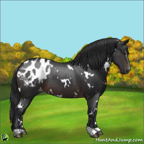 Horse Color:White Spotted Brown Appaloosa