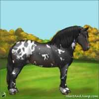 Horse Color:White Spotted Brown Appaloosa 