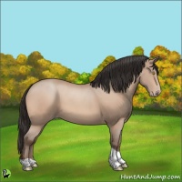 Horse Color:Amber Champagne Tobiano Rabicano