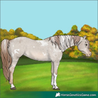Horse Color:White Spotted Red Dun Tobiano Varnish 