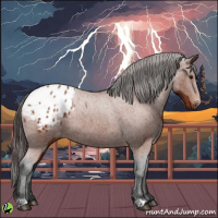 Horse Color:Bay Appaloosa 