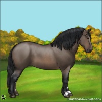 Horse Color:Brown Dun