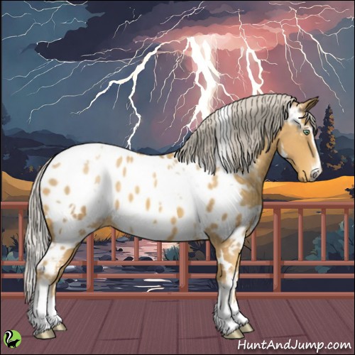 Horse Color:White Spotted Gold Cream Champagne Sabino Appaloosa