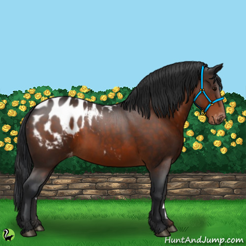 Horse Color:Brown Appaloosa