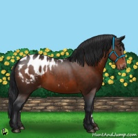 Horse Color:Brown Appaloosa 