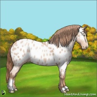 Horse Color:Gold Champagne Sabino Appaloosa 