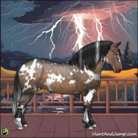 Horse Color:White Spotted Brown Dun 