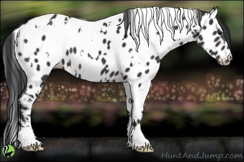 Horse Color:White Spotted Brown Appaloosa 