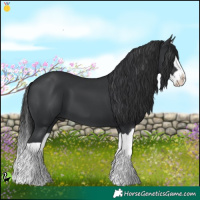 Horse Color:Black Splash
