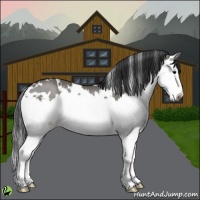 Horse Color:White Spotted Grullo Splash 
