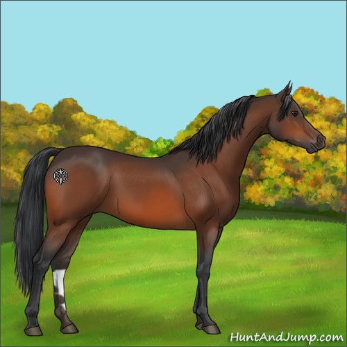 Horse Color:Brown 