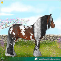 Horse Color:White Spotted Bay 
