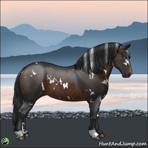 Horse Color:White Spotted Brown 