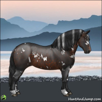 Horse Color:White Spotted Brown 