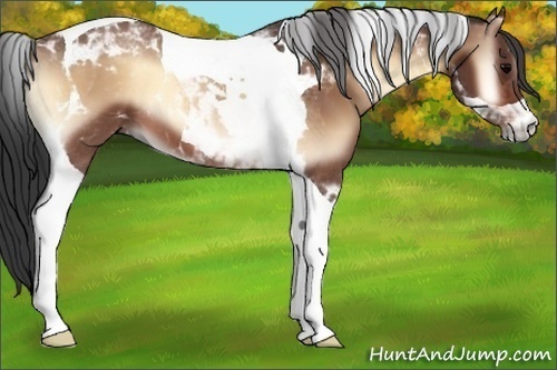 Horse Color:Bay Onyx Tobiano 