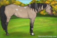 Horse Color:Brown Dun 