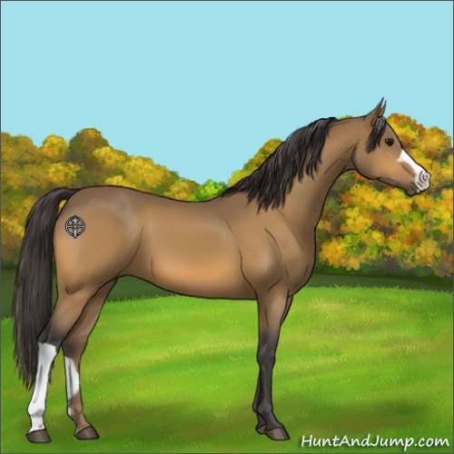Horse Color:Buckskin