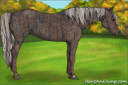 Horse Color:Black  and Silver Black 