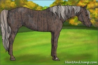 Horse Color:Black and Silver Black