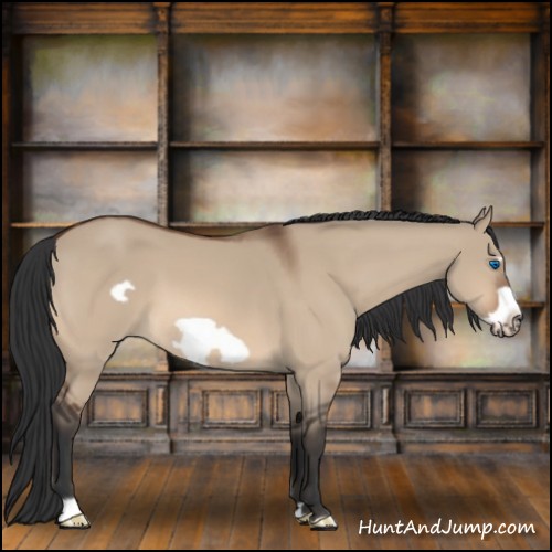 Horse Color:Bay Dun Frame 