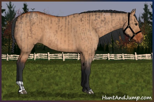 Horse Color:Brown Dun and Bay Dun