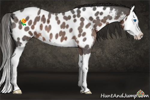 Horse Color:Liver Red Roan Splash Appaloosa 