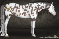 Horse Color:Liver Red Roan Splash Appaloosa 