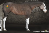 Horse Color:Liver Red Roan Splash Rabicano 