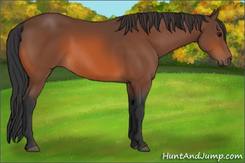 Horse Color:Bay 