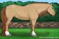 Horse Color:Red Dun 
