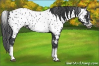 Horse Color:White Spotted Blue Roan Splash Frame Appaloosa 