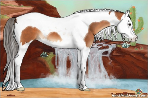 Horse Color:Bay Splash Tobiano