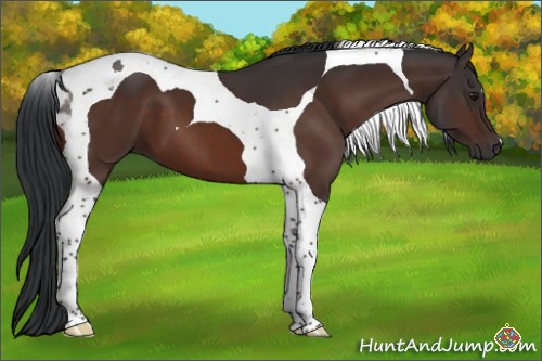 Horse Color:Brown Tobiano 