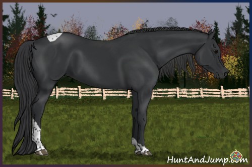 Horse Color:Black Tobiano Rabicano
