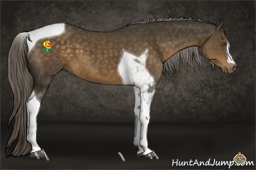 Horse Color:Chocolate Palomino Tobiano 