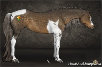 Horse Color:Chocolate Palomino Tobiano 