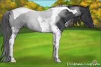 Horse Color:Black Tobiano Rabicano