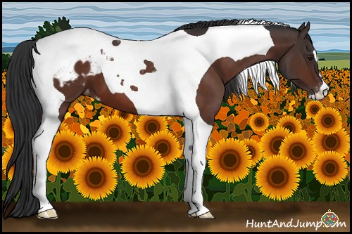 Horse Color:Brown Tobiano Appaloosa