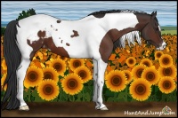 Horse Color:Brown Tobiano Appaloosa 