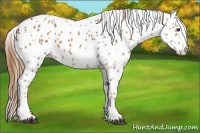 Horse Color:Chestnut Splash Appaloosa 