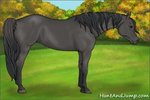 Horse Color:Black 