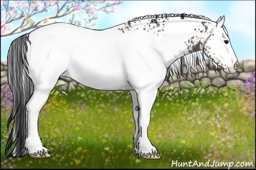 Horse Color:White Spotted Buckskin
