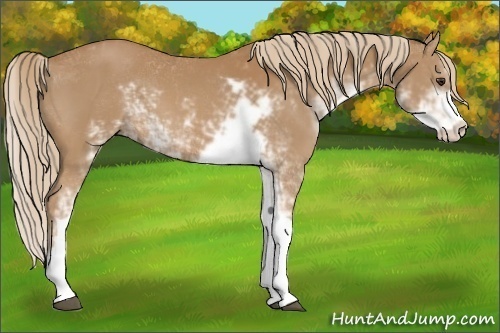 Horse Color:Chestnut Sabino 