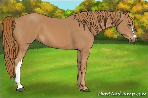 Horse Color:Chestnut 
