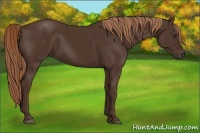 Horse Color:Liver Chestnut Rabicano 