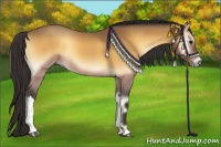 Horse Color:Buckskin Onyx 