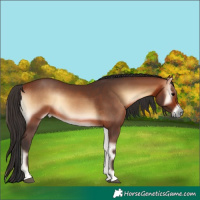 Horse Color:Bay Onyx 