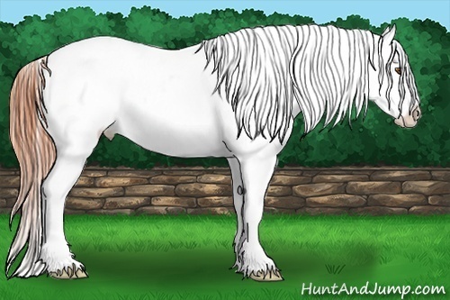 Horse Color:White Spotted Classic Champagne Dun Varnish Rabicano