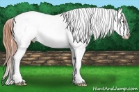 Horse Color:White Spotted Classic Champagne Dun Varnish Rabicano 