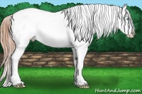 Horse Color:Buckskin Pearl Splash Blanket 